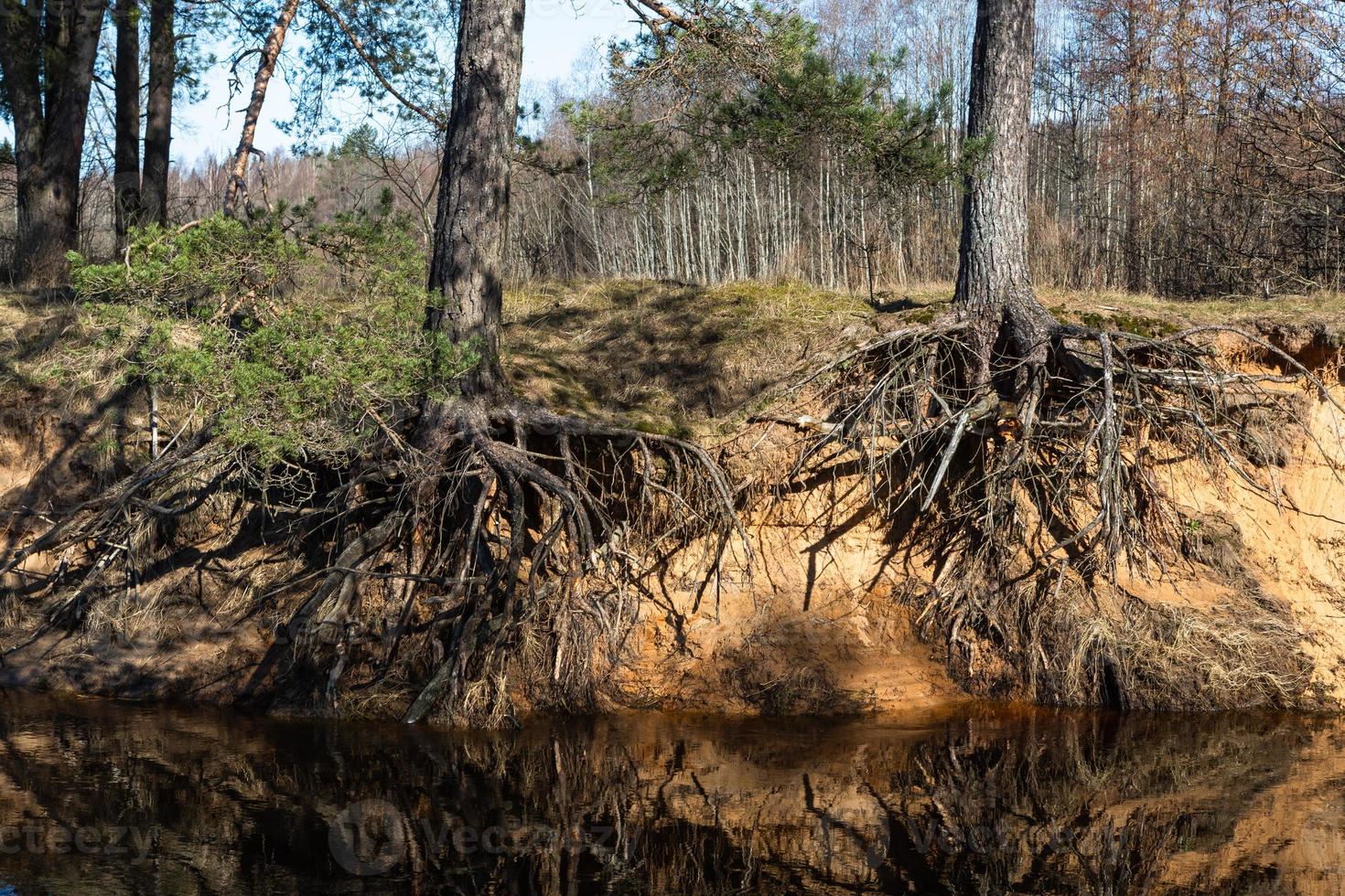 Exposed tree roots photo