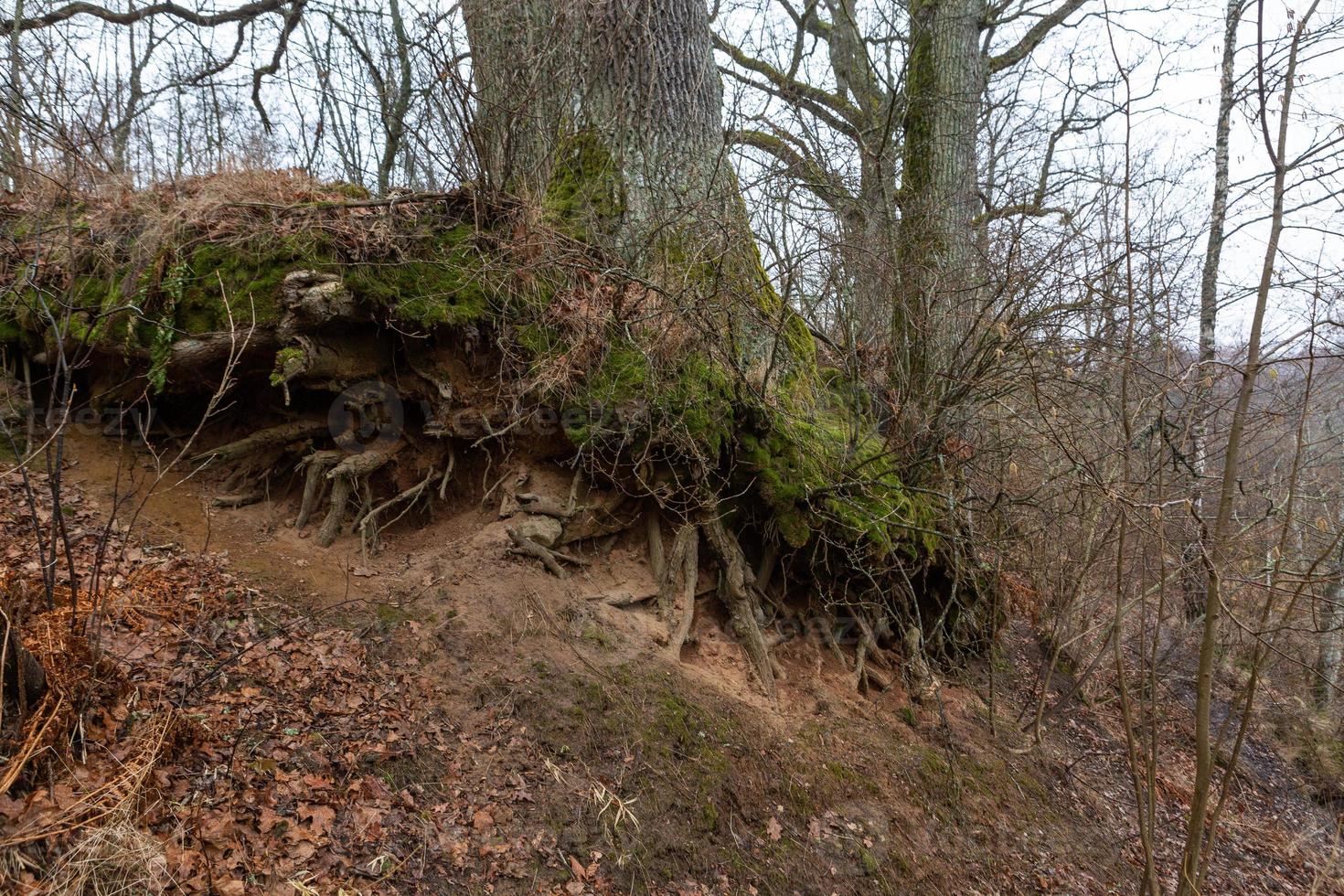 Exposed tree roots photo