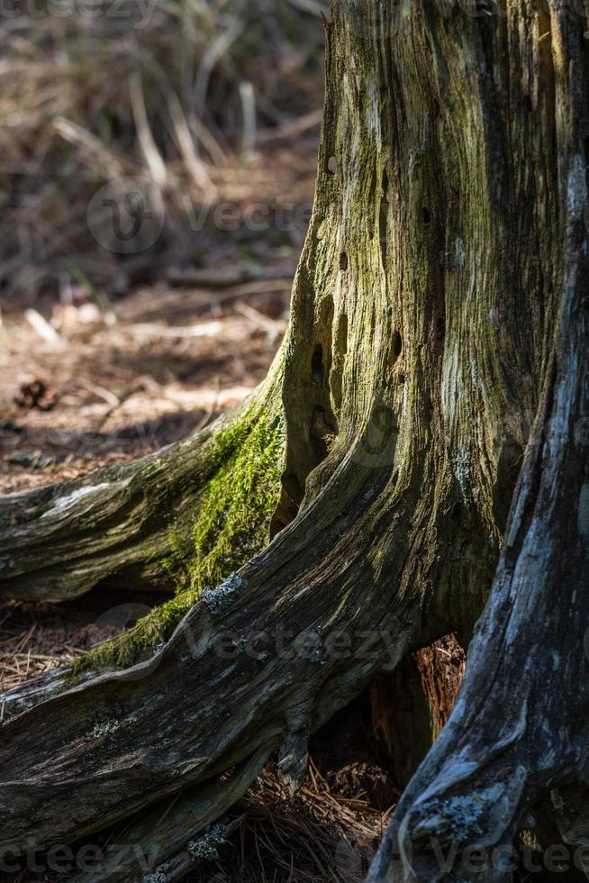 A rotten tree stump photo