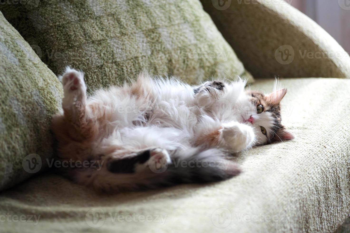 gato rojo y esponjoso descansando a la luz del sol foto