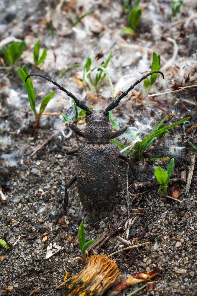 Giant beetle in poplar down photo