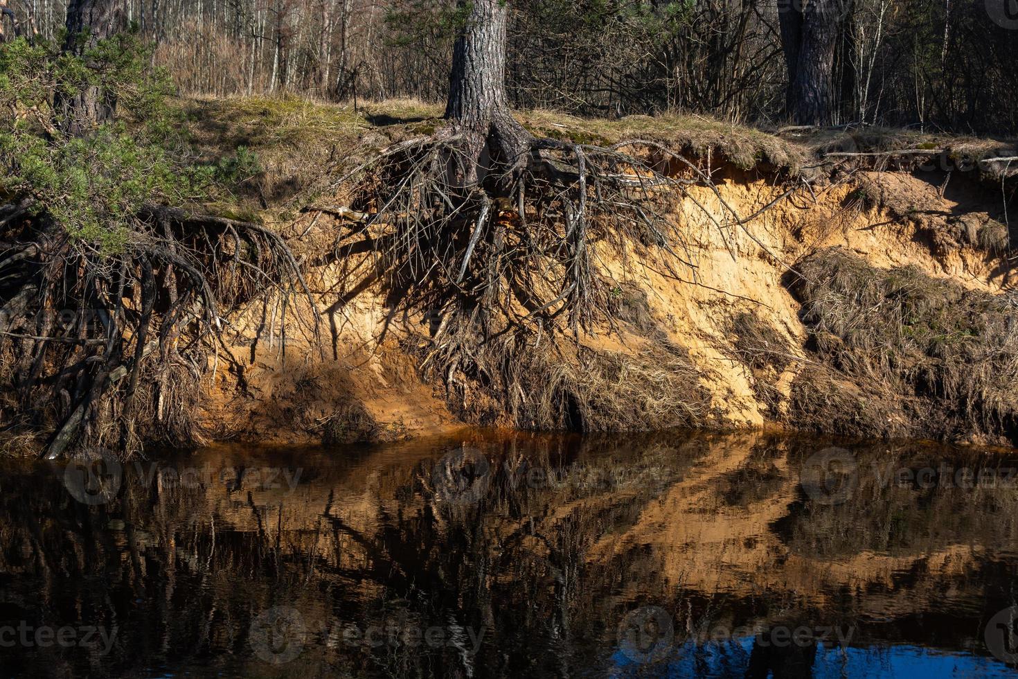 Exposed tree roots photo