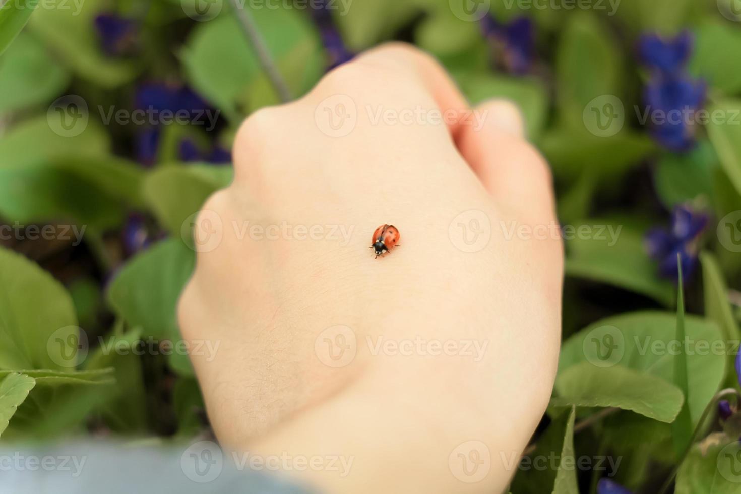 Close up ladybird on hand concept photo