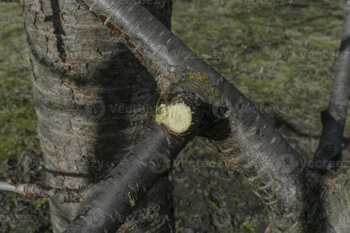 árbol frutal podado, poda de primavera, formación de la corona del árbol, eliminación de brotes viejos y enfermos foto