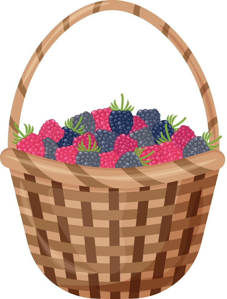 A bright summer illustration with the image of a basket with blackberries. The harvested harvest of ripe, juicy raspberries. Vector illustration isolated on a white background