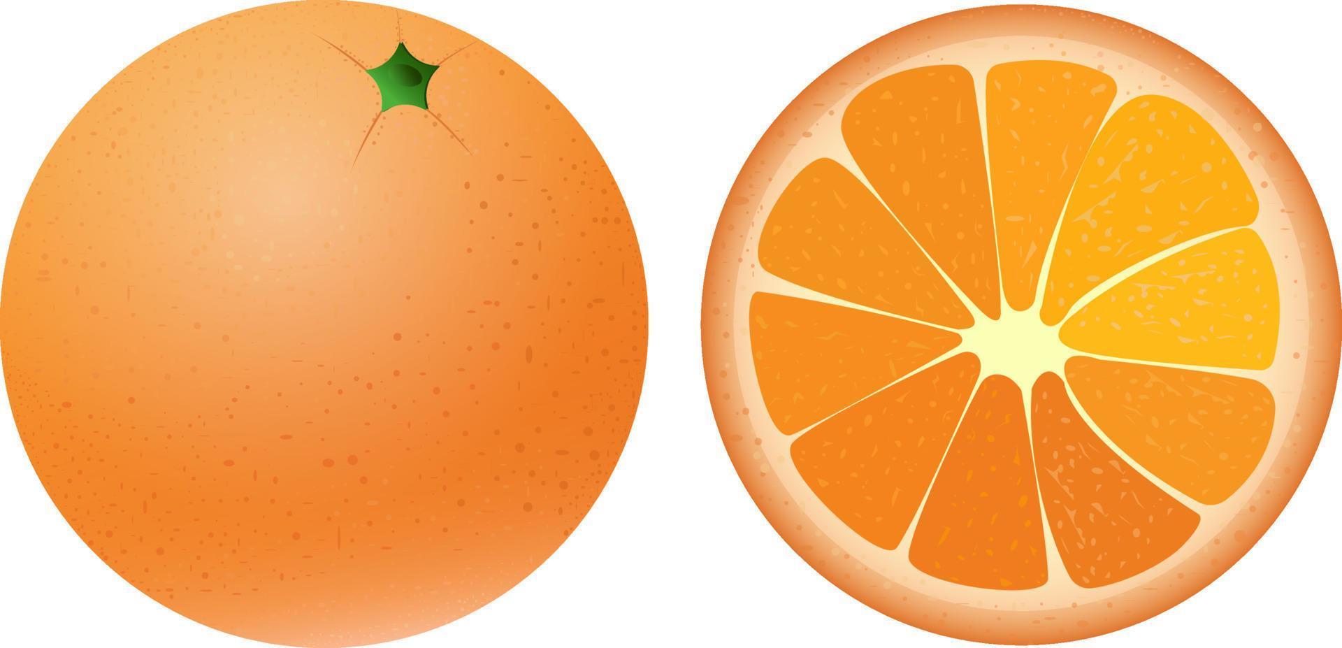 Bright juicy orange in the whole form and in the section. Summer citrus fruit, for fresh juice. Vector illustration isolated on a white background.