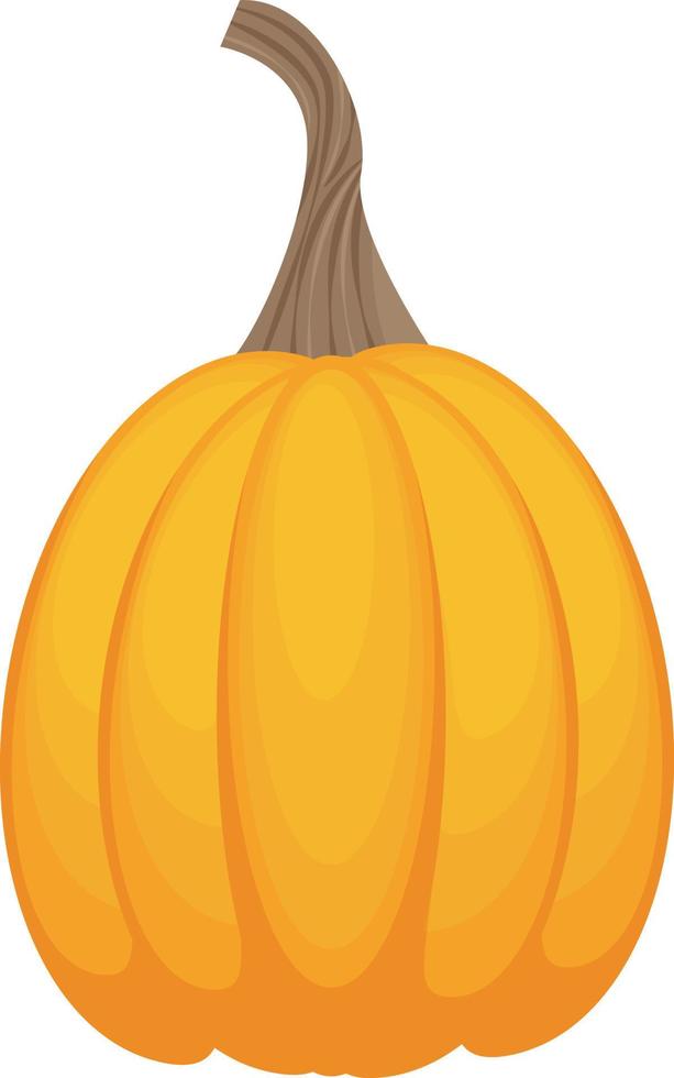 A bright autumn illustration with an image of a ripe oval-shaped pumpkin of light orange color. A ripe vegetable.A Halloween symbol. Vector illustration isolated on a white background.