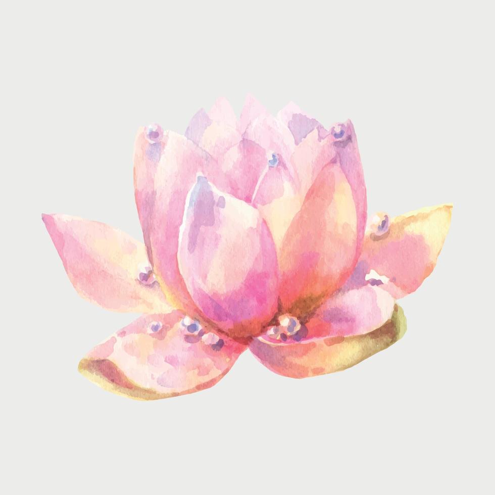 Pink water lily flower with dew drops, watercolor illustration isolated on white background hand drawing. vector