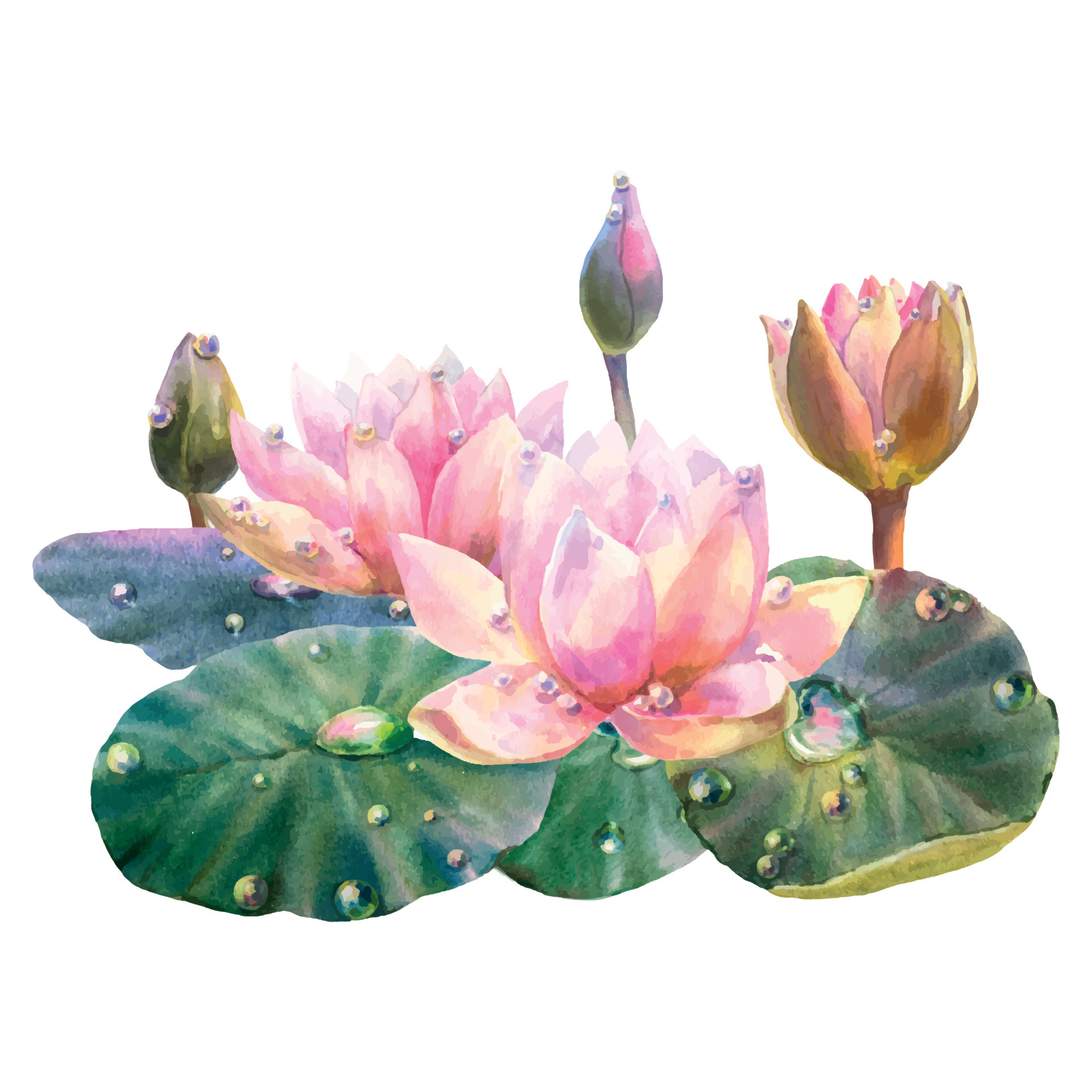 Botanical watercolor illustration of water lilies with dew drops on