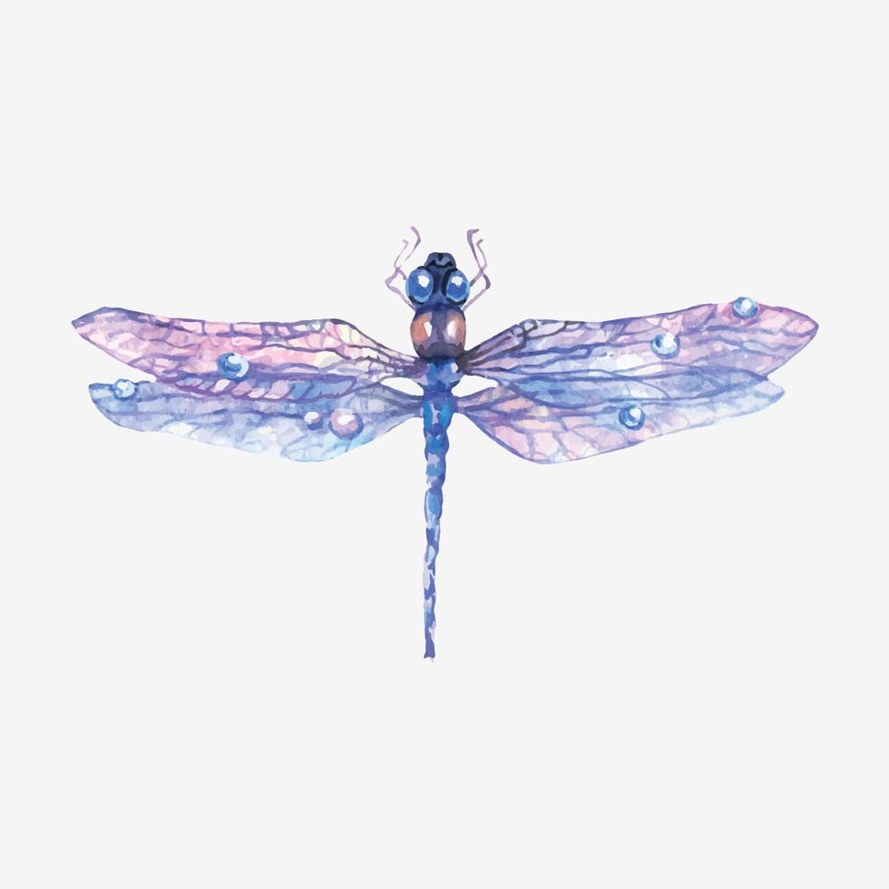 Hand drawn watercolor illustration of purple dragonfly isolated on white background. vector