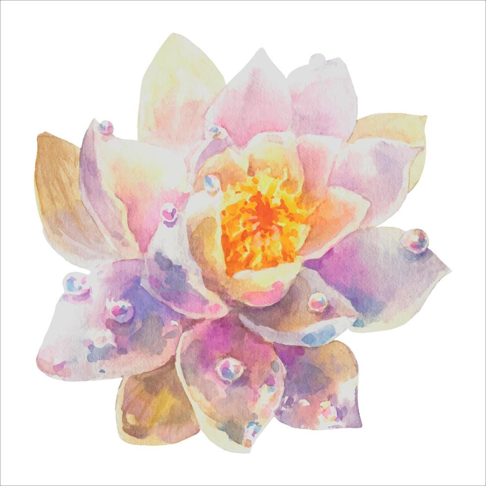 Pink water lily flower with dew drops, watercolor illustration isolated on white background hand drawing. vector