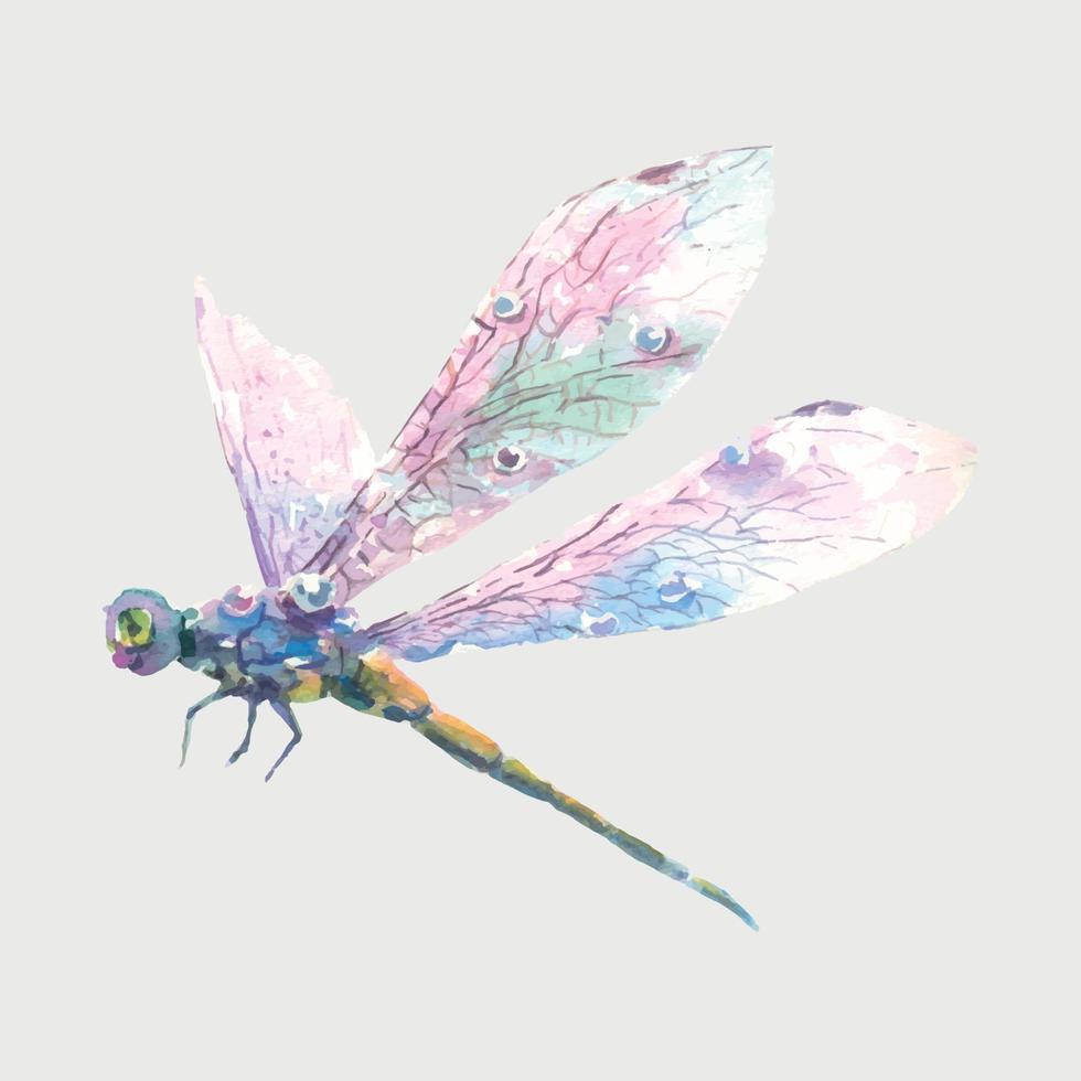 Hand drawn watercolor illustration of purple dragonfly isolated on white background. vector