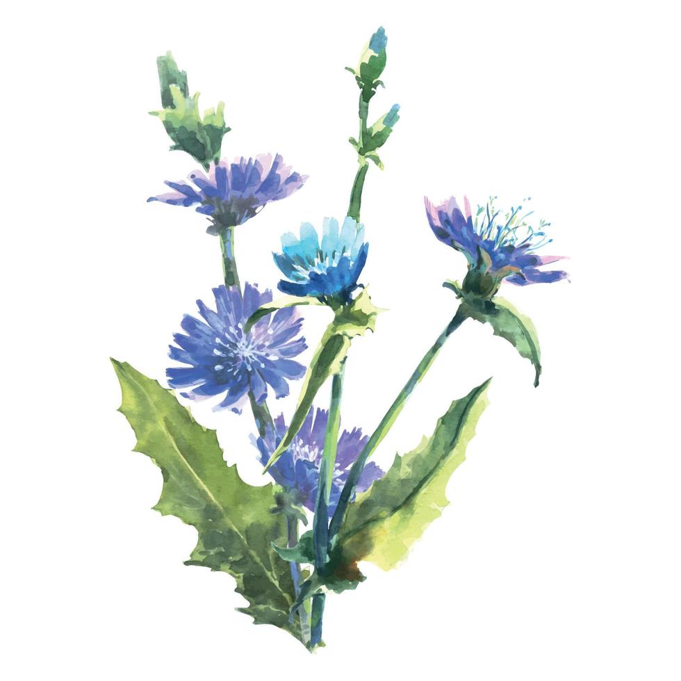 Watercolor chicory branch with flowers, known as Cichorium, blue daisy, blue dandelion. Watercolor hand drawn painting illustration isolated on white background. vector