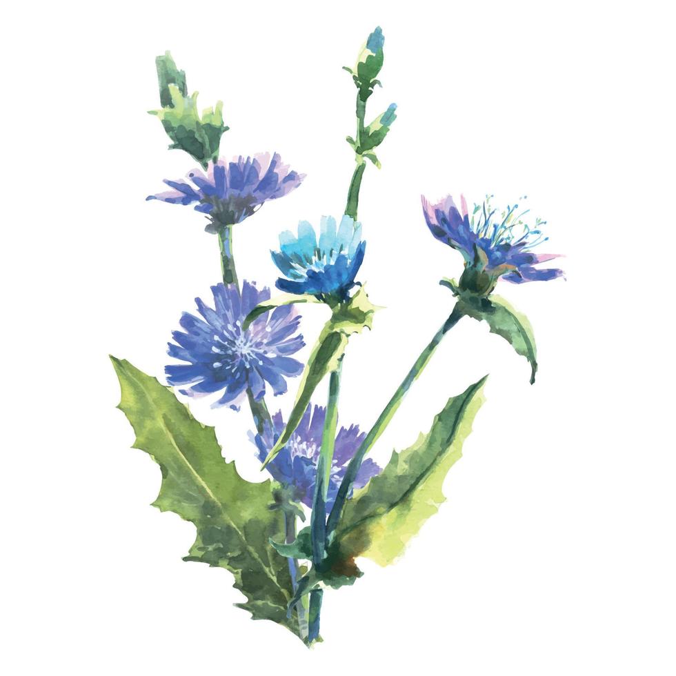 rama de achicoria acuarela con flores, conocida como cichorium, margarita azul, diente de león azul. Ilustración de pintura dibujada a mano con acuarela aislada sobre fondo blanco. vector