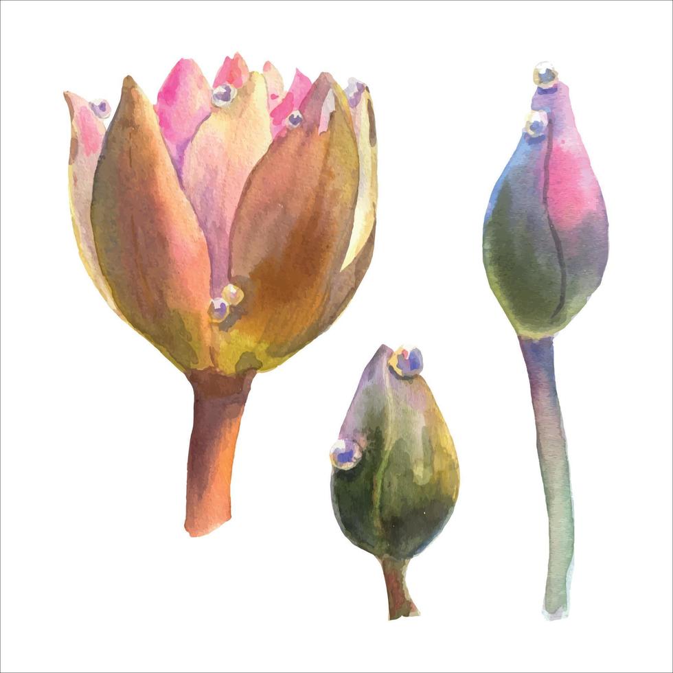 flor de nenúfar rosa con gotas de rocío, ilustración acuarela aislada en el dibujo a mano de fondo blanco. vector