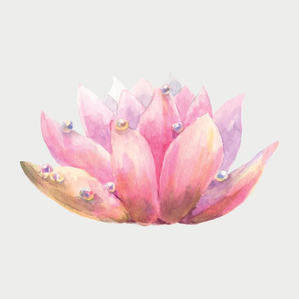 Pink water lily flower with dew drops, watercolor illustration isolated on white background hand drawing. vector