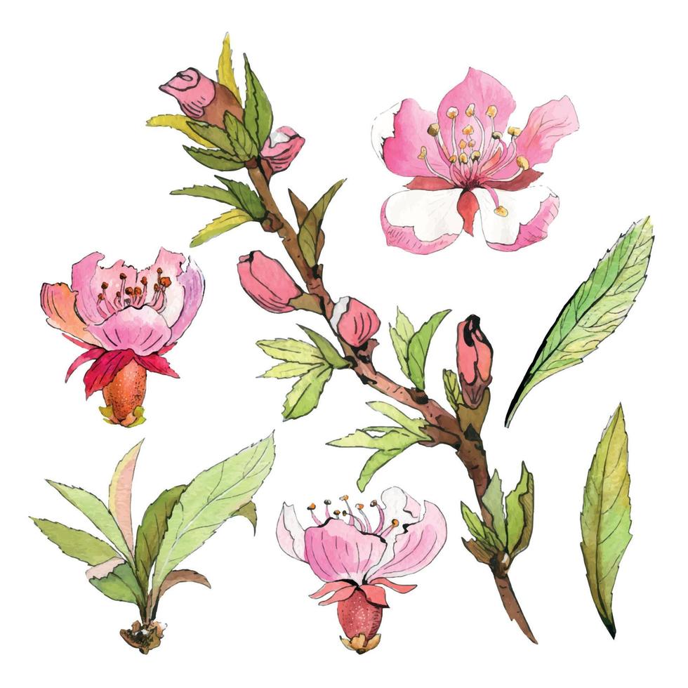 Pink spring flowers. watercolor almond branch with flower. Sakura flowers, apple blossom. vector