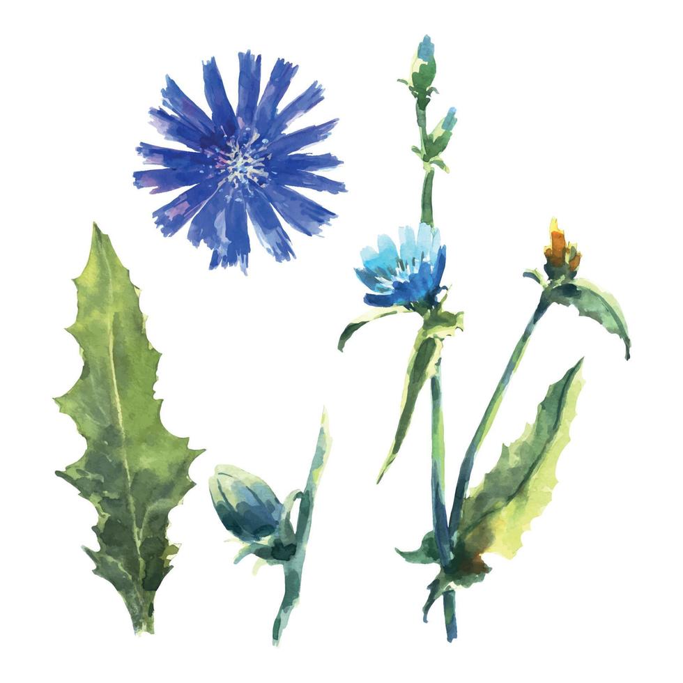 Vector watercolor flowers and leaves of chicory, Cichorium. Watercolor painting illustration isolated on white background.