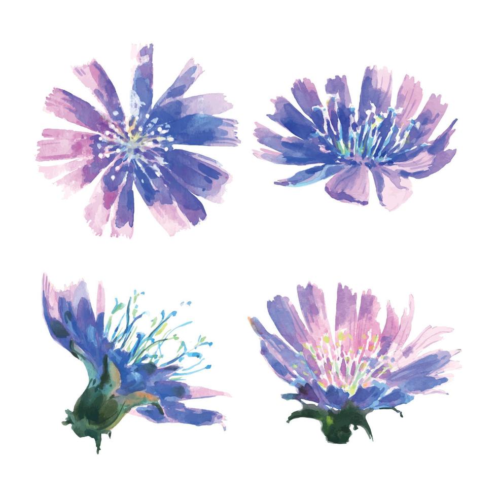 Watercolor flowers of chicory. Watercolor hand drawn painting illustration isolated on white background. vector