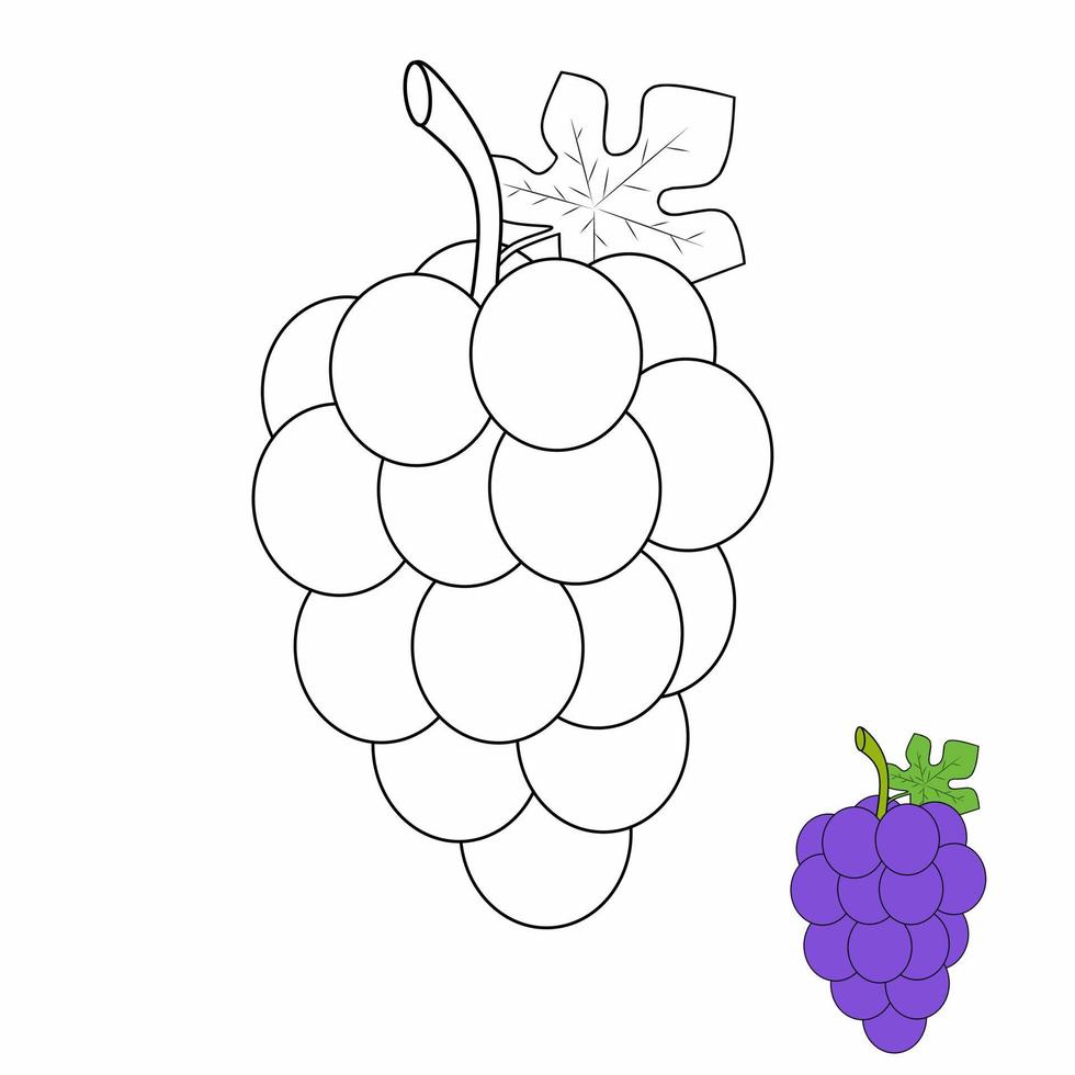 Grape coloring book for children and kids vector