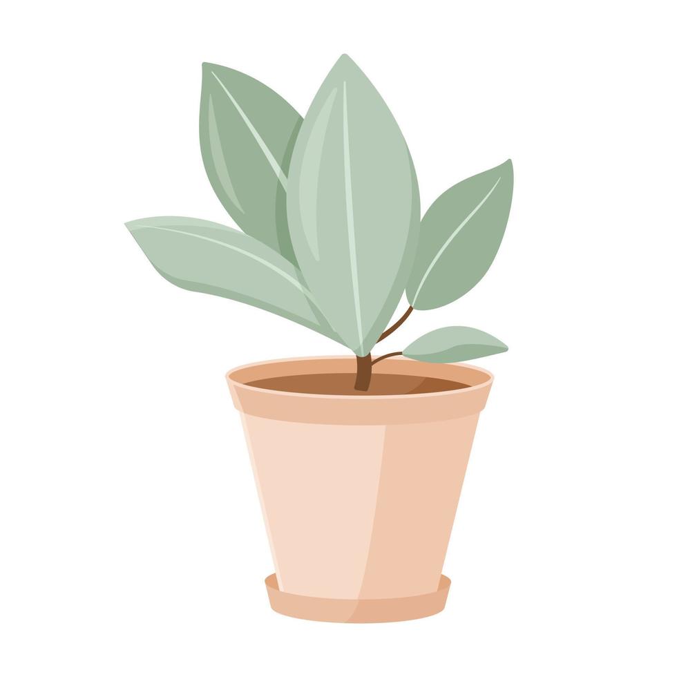 Vector isolated illustration on white background. Cartoon house plant in a clay pot. Growing ficus. Design element