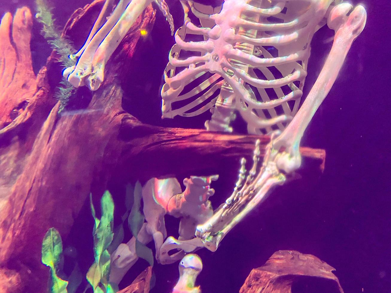 human skeleton, sunken tourist at the bottom of the sea. the bones got tangled in the wooden thickets, snags at the bottom. sea fish swimming nearby photo