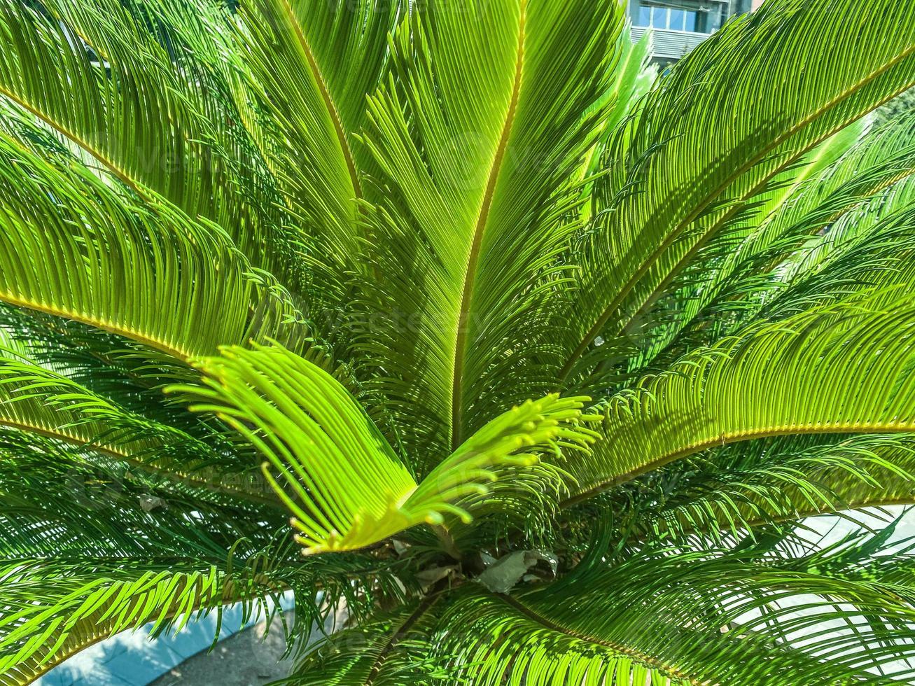 ramas de palmeras verdes, afiladas y delgadas. diminutas hojas verdes en un arbusto. planta exótica en un país cálido. palmera contra el cielo azul. hojas verdes foto