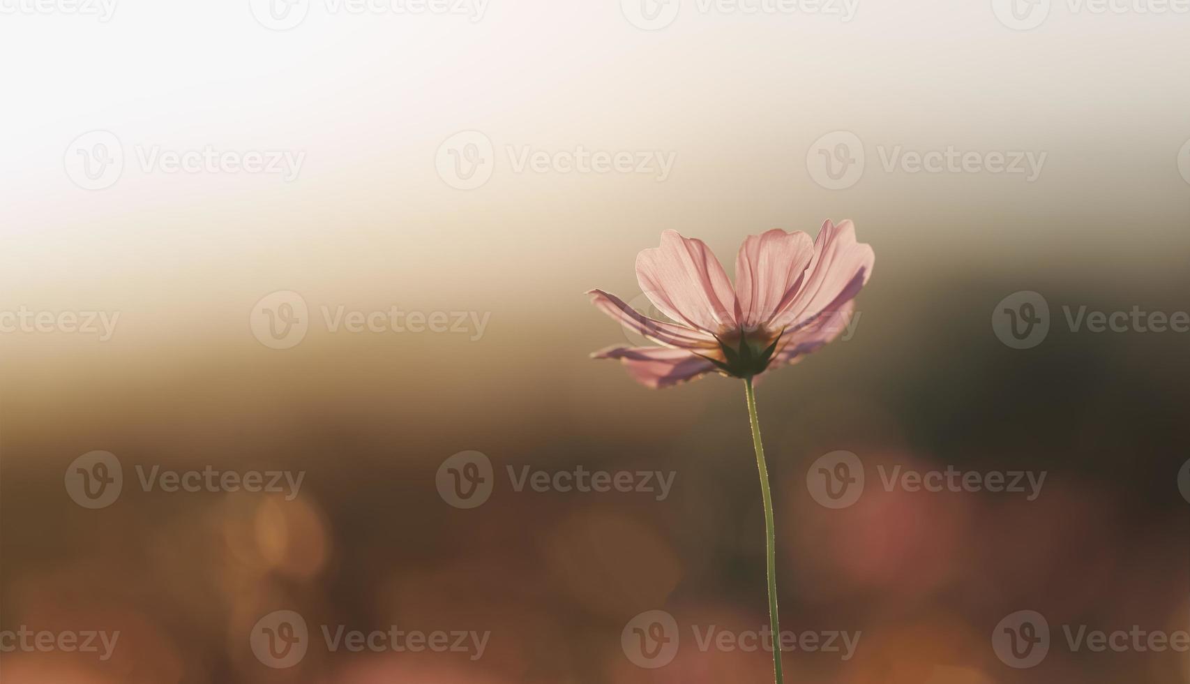 Beautiful cosmos flowers blooming in garden. Colorful cosmos flowers in spring morning and blue sky. Cosmos flowers at the farm in sunrise in the morning at chiang rai. North of thailand. photo