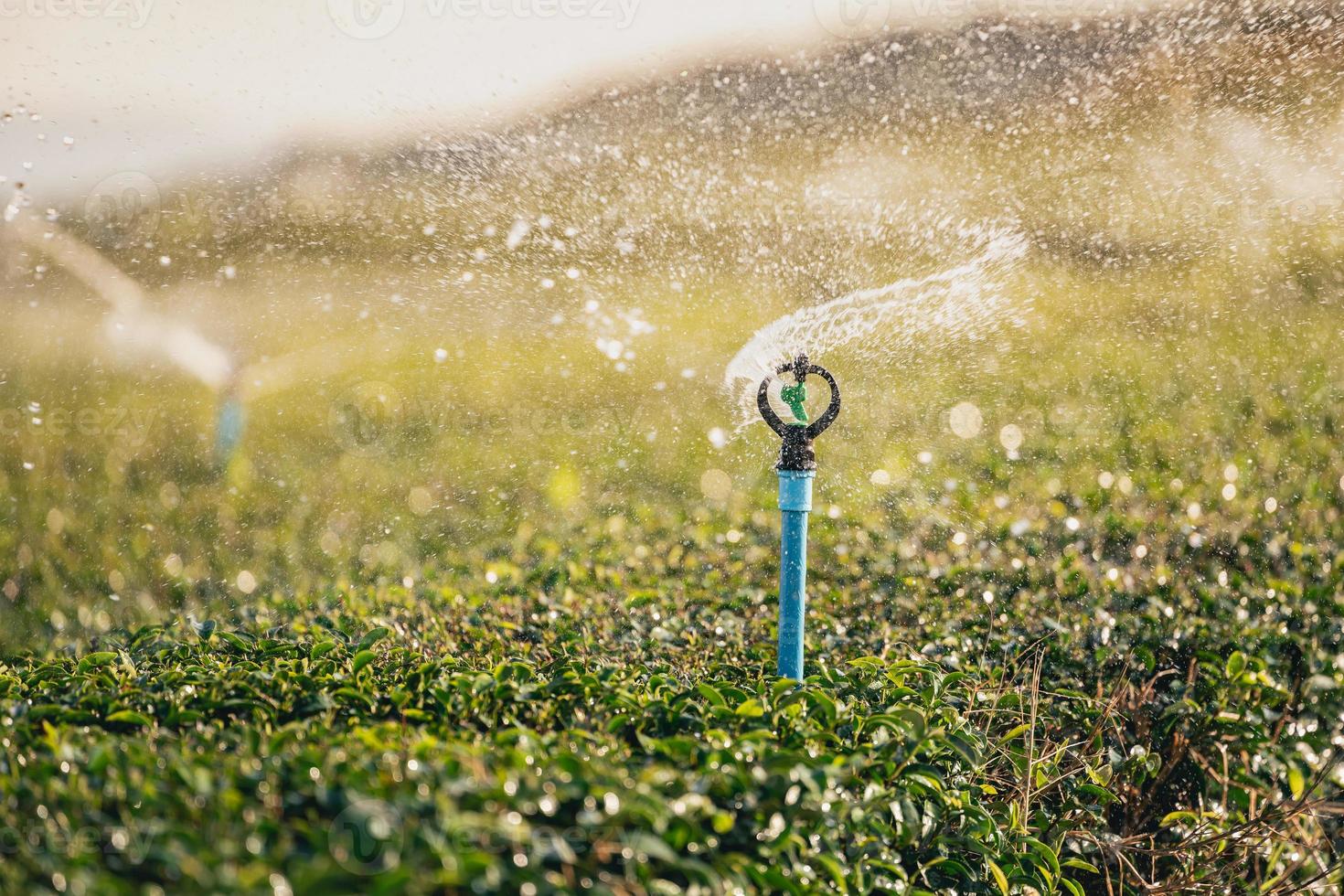 Water sprinkler system working green tea leaf plantation organic farm. Fresh green tea leaves. Green tea plantations in morning sunrise. Freshness organic tea garden for wallpaper background. photo