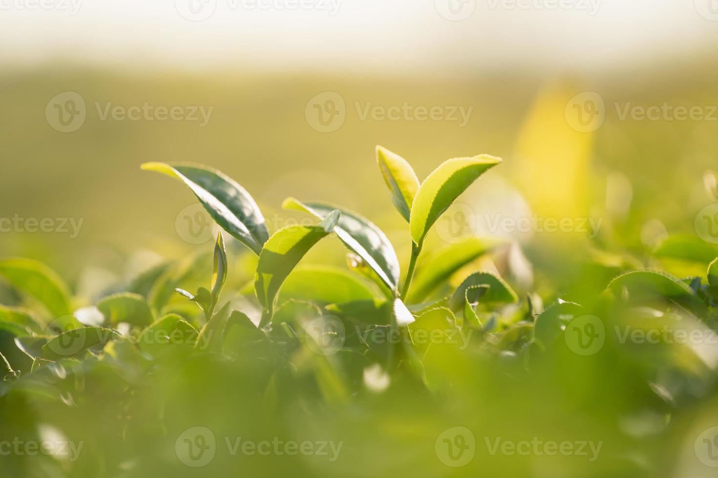 Green tea leaf plantation organic farm in morning, blurred background. Fresh green tea leaves. Green tea plantations in morning sunrise. Freshness organic tea garden for wallpaper background. photo