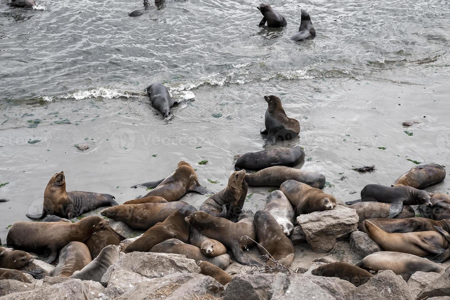 High angle view of sea lions herd sleeping and swimming at Monterey bay photo