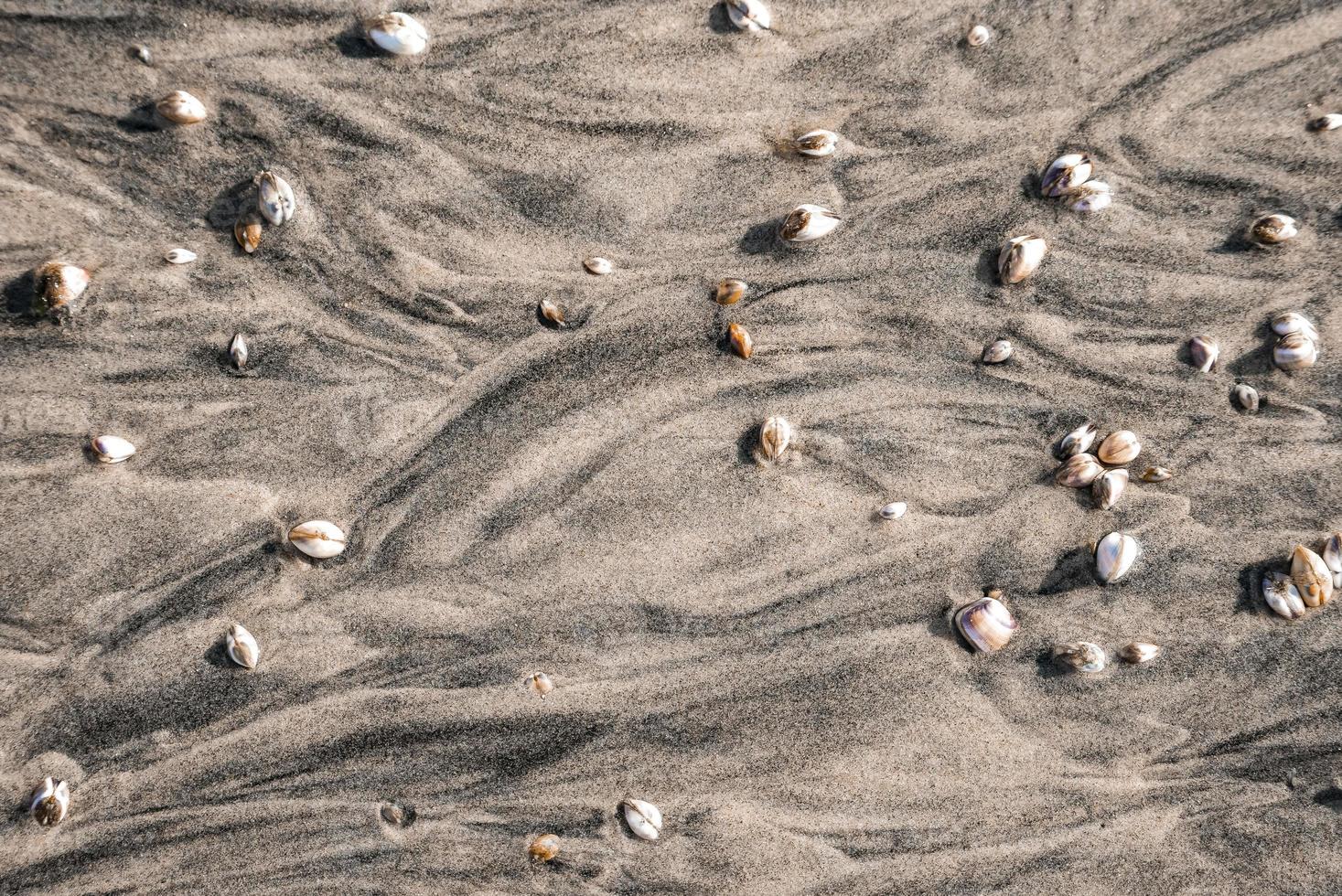 Close-up of seashells and pebbles on sand at beach during summer photo