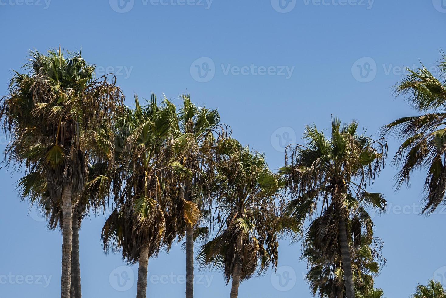 Palm trees growing with clear blue sky in the background during tropical climate photo