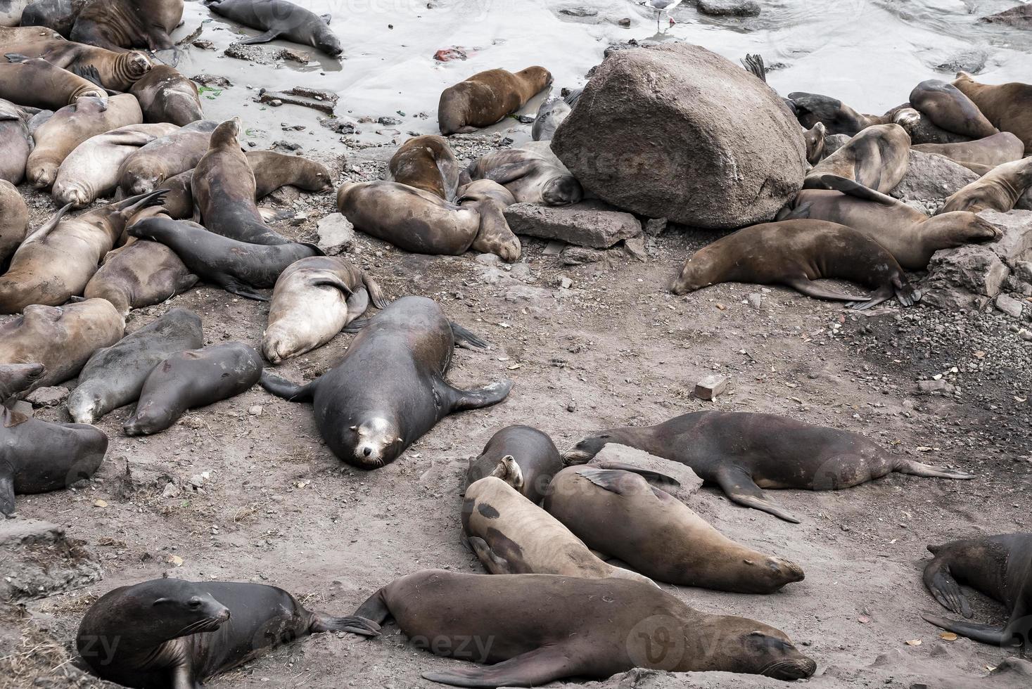 Herd of sea lions lying and resting on rocky coastlines at Monterey bay photo