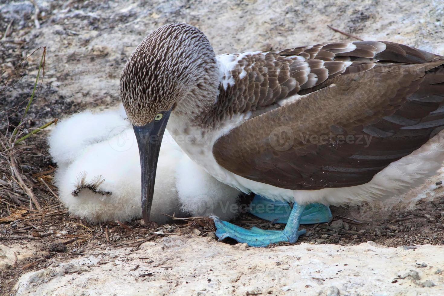 Blue Footed Boobies in the Galapagos Islands photo