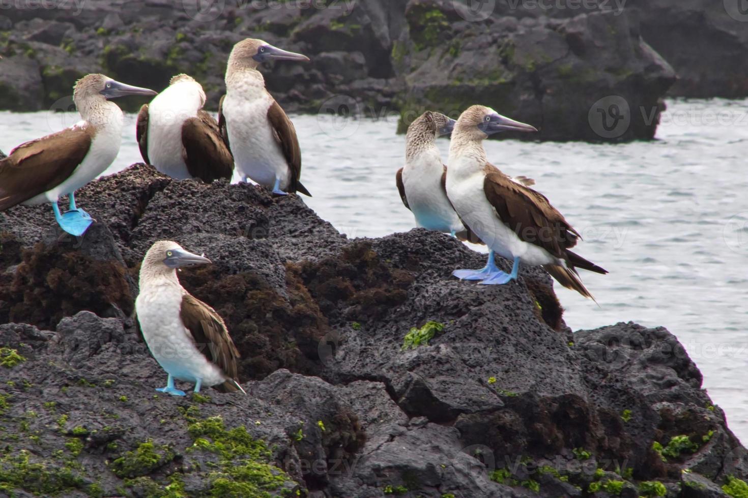 Blue Footed Boobies in the Galapagos Islands photo