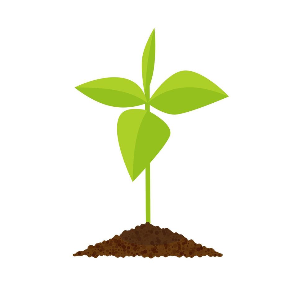 Sprout botanical vector illustration, isolated on a white background