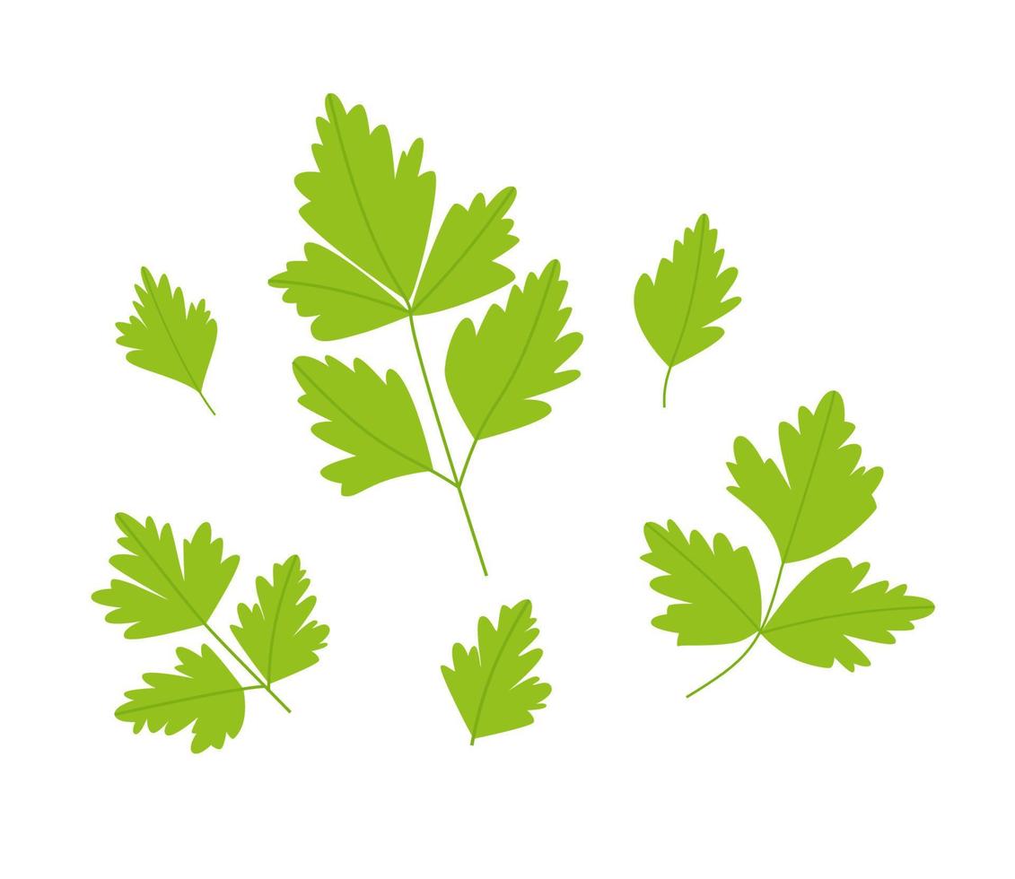 Parsley leaf set. Green parsley leaves. Vector illustration of a plant on a white background.