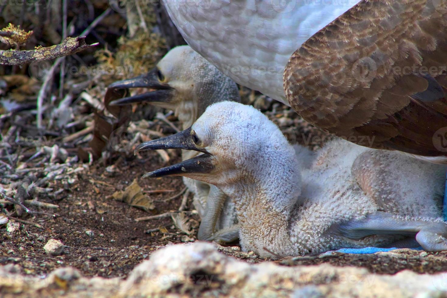 Blue Footed Boobies in the Galapagos Islands photo