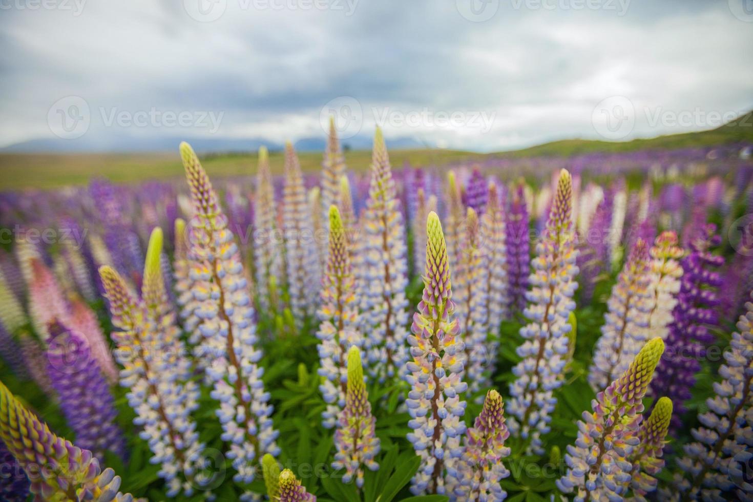 Lupin Wildflowers in New Zealand photo