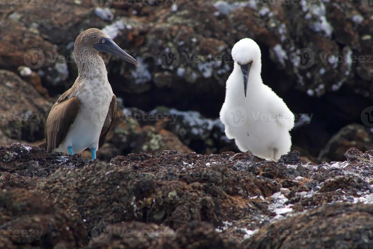 Blue Footed Boobies in the Galapagos Islands photo