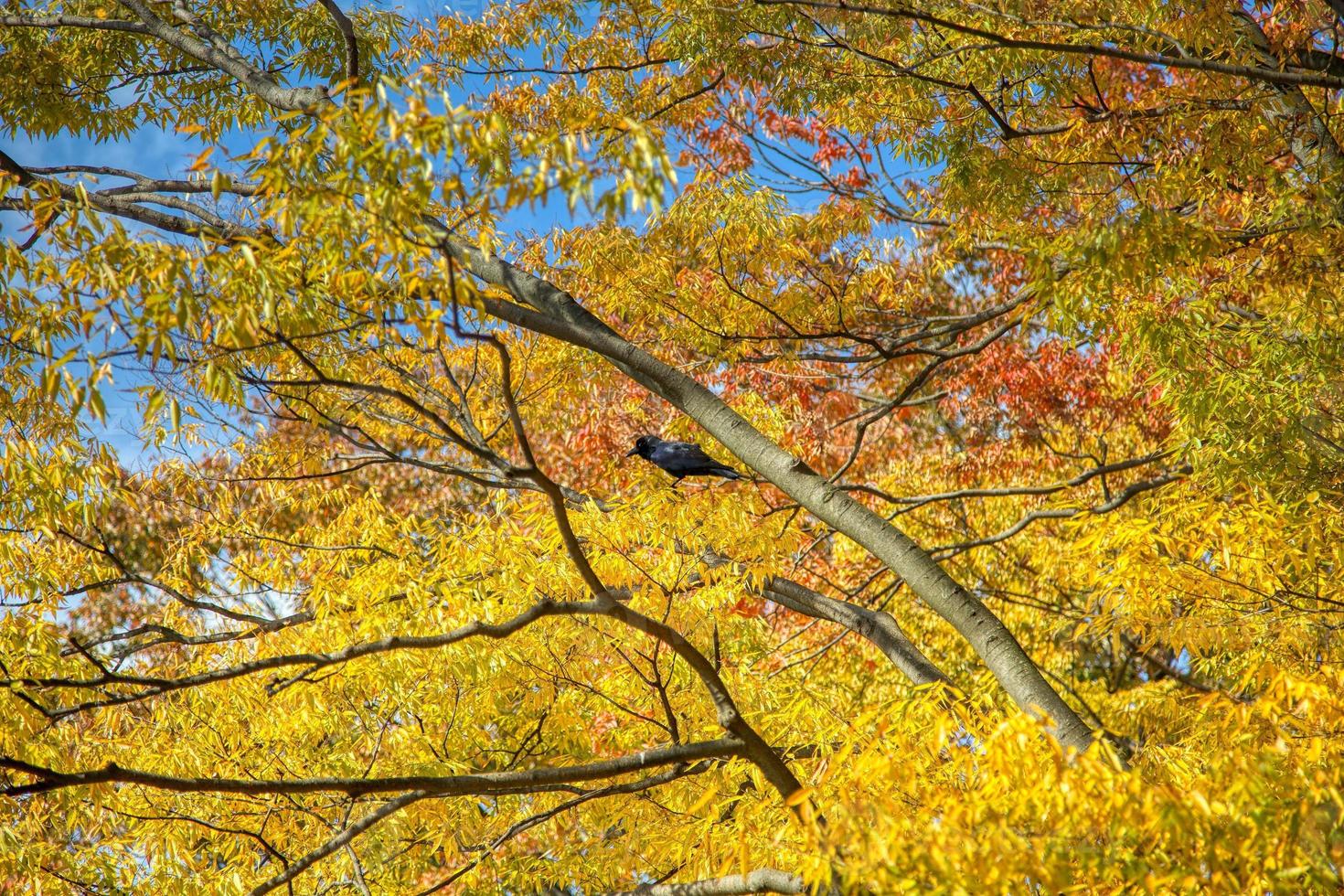 parque yoyogi en tokio, japón foto