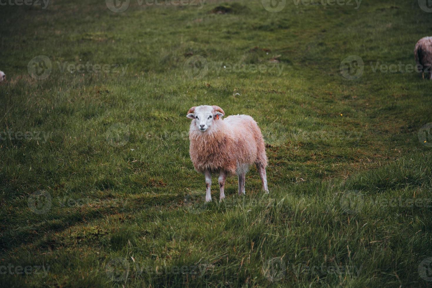 Faroe Islands Sheep on the Faroe Islands photo