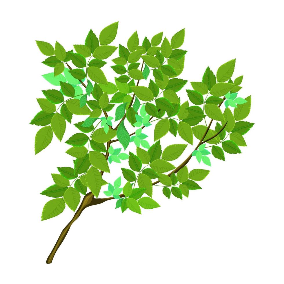 A tree branch with lush green foliage vector