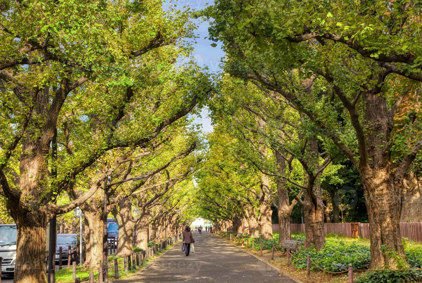 Meiji Jingu Gaien Ginkgo Trees in Tokyo, Japan 15548398 Stock Photo at