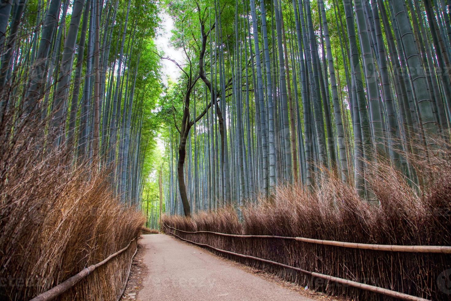Arashiyama Bamboo Forest in Kyoto, Japan photo