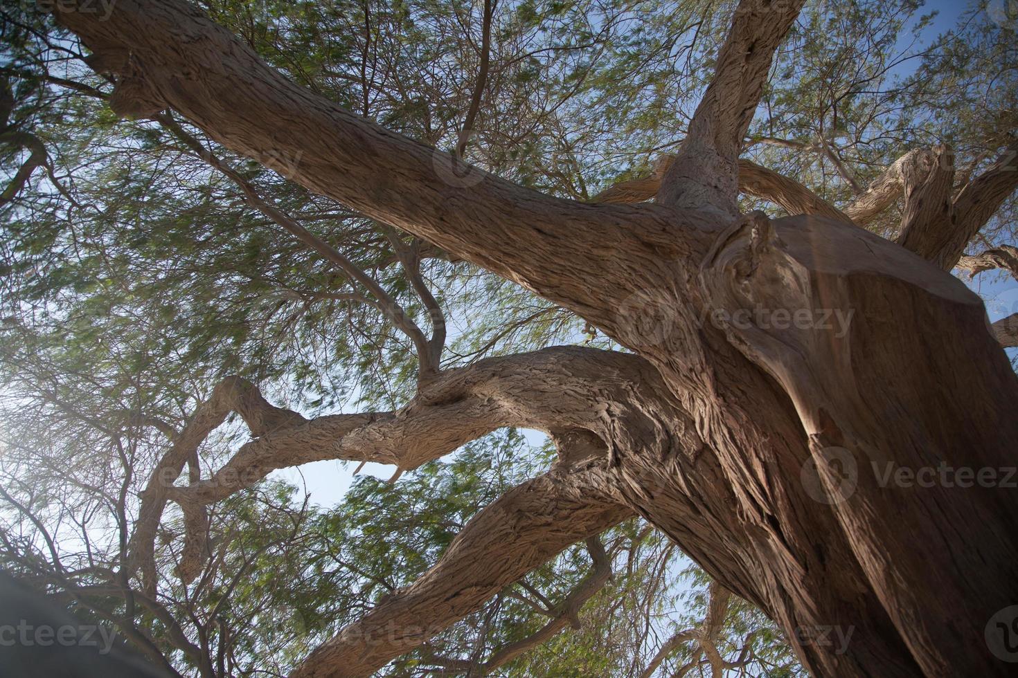 The Tree of Life in the heart of Bahrain photo