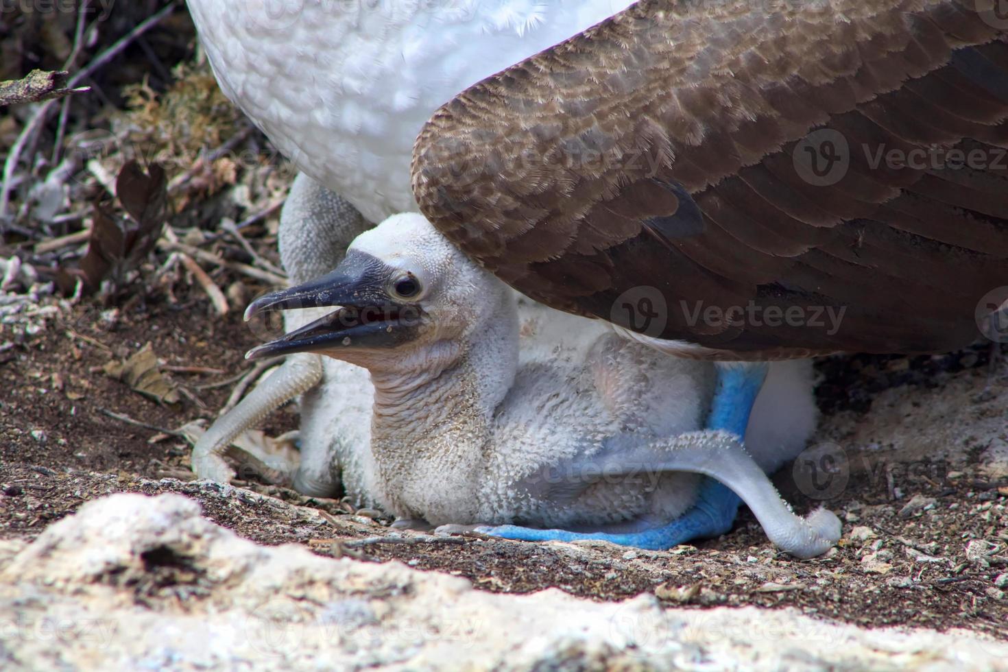 Blue Footed Boobies in the Galapagos Islands photo