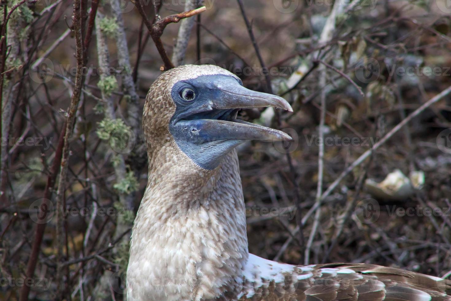 Blue Footed Boobies in the Galapagos Islands photo