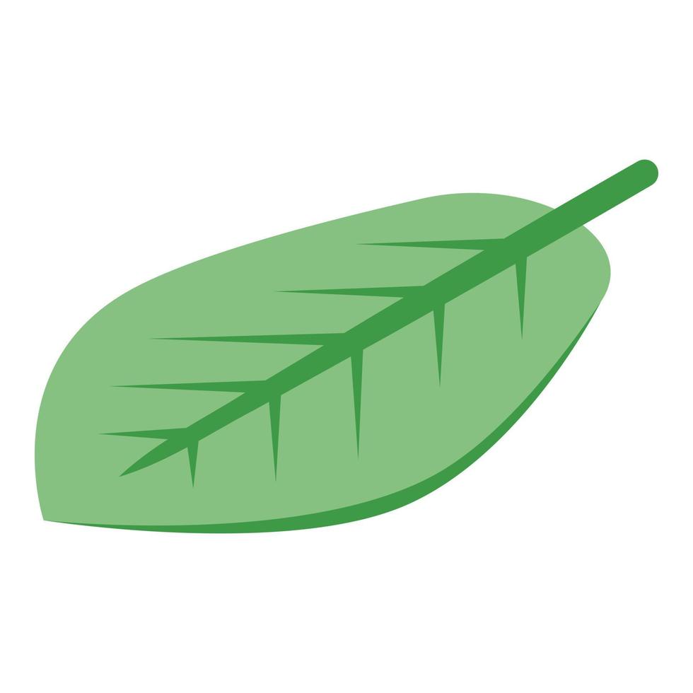 Cocoa leaf icon, isometric style vector